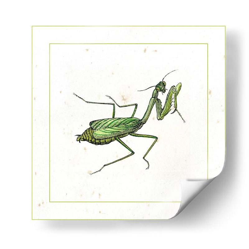 Mantis Verde - Vision Studio | Cuadro decorativo de Canvas Lab