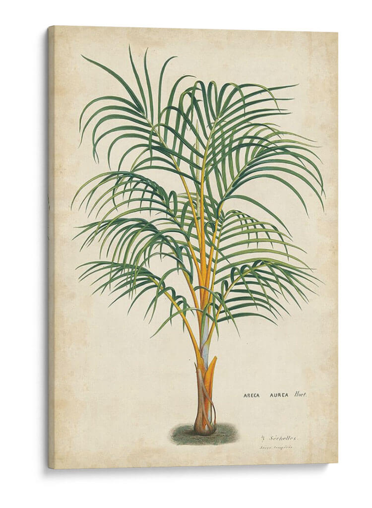 Palma De Los Trópicos Iii - Horto Van Houtteano | Cuadro decorativo de Canvas Lab