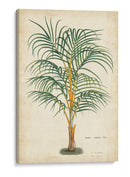 Palma De Los Trópicos Iii - Horto Van Houtteano | Cuadro decorativo de Canvas Lab