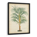 Palma De Los Trópicos Iii - Horto Van Houtteano | Cuadro decorativo de Canvas Lab