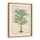 Palma De Los Trópicos Iii - Horto Van Houtteano | Cuadro decorativo de Canvas Lab