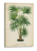 Palma De Los Trópicos Iv - Horto Van Houtteano | Cuadro decorativo de Canvas Lab