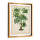 Palma De Los Trópicos Iv - Horto Van Houtteano | Cuadro decorativo de Canvas Lab