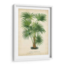 Palma De Los Trópicos Iv - Horto Van Houtteano | Cuadro decorativo de Canvas Lab