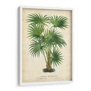 Palma De Los Trópicos Iv - Horto Van Houtteano | Cuadro decorativo de Canvas Lab