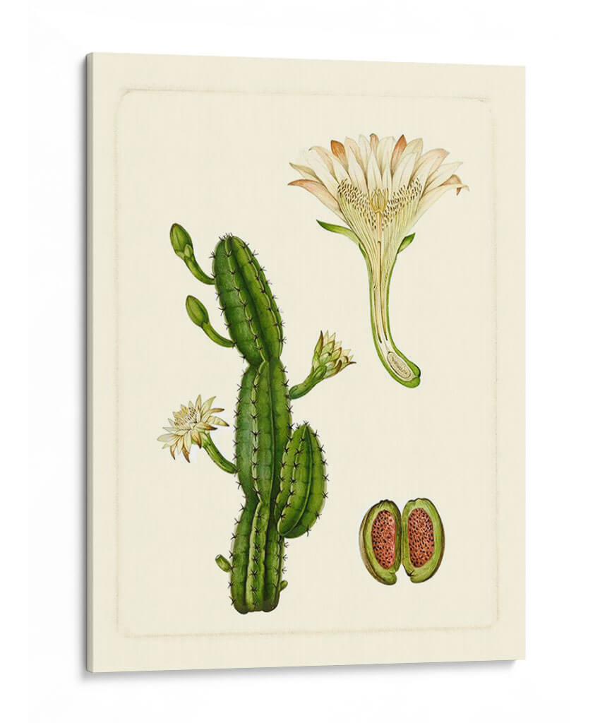 Flora Exótica V - Vision Studio | Cuadro decorativo de Canvas Lab