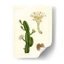 Flora Exótica V - Vision Studio | Cuadro decorativo de Canvas Lab