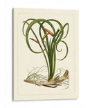 Flora Exótica Vi - Vision Studio | Cuadro decorativo de Canvas Lab