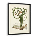 Flora Exótica Vi - Vision Studio | Cuadro decorativo de Canvas Lab