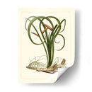 Flora Exótica Vi - Vision Studio | Cuadro decorativo de Canvas Lab