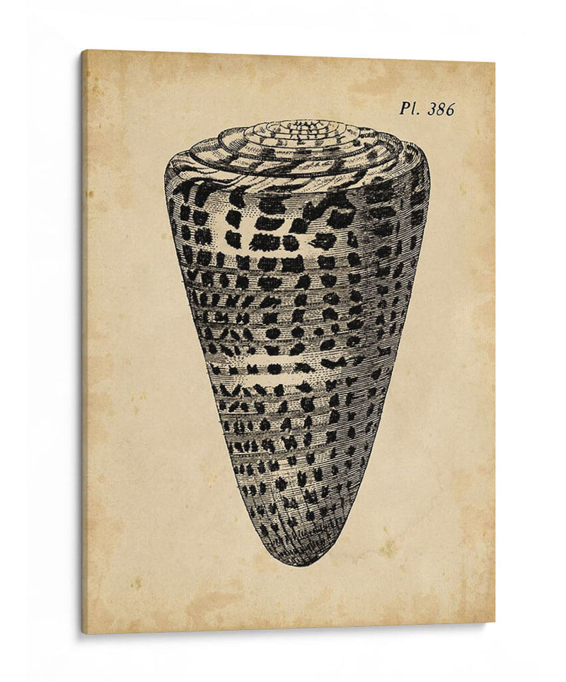 Vintage Diderot Shell I - Vision Studio | Cuadro decorativo de Canvas Lab