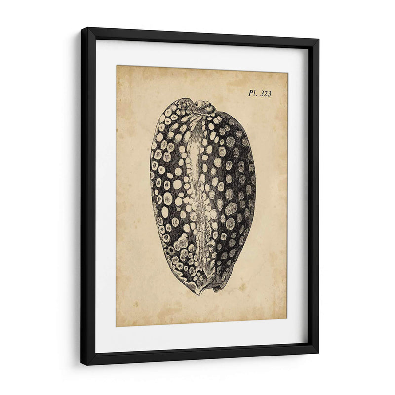 Vintage Diderot Shell Ii - Vision Studio | Cuadro decorativo de Canvas Lab