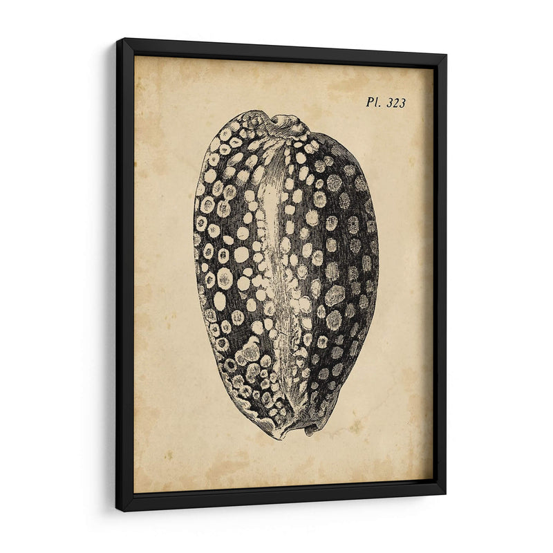 Vintage Diderot Shell Ii - Vision Studio | Cuadro decorativo de Canvas Lab