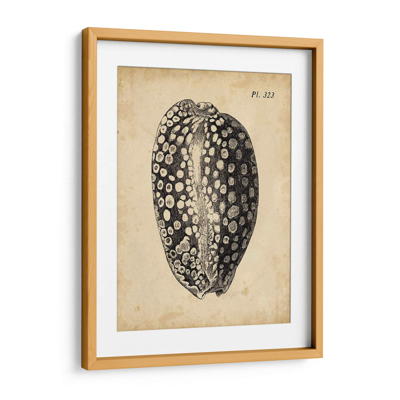 Vintage Diderot Shell Ii - Vision Studio | Cuadro decorativo de Canvas Lab