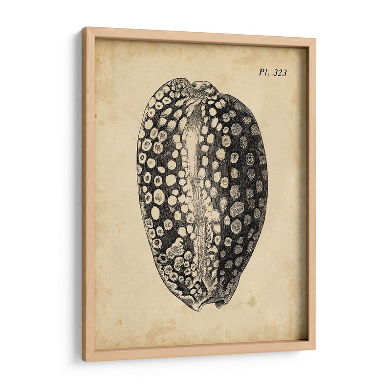 Vintage Diderot Shell Ii - Vision Studio | Cuadro decorativo de Canvas Lab