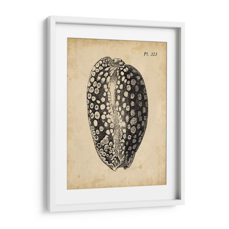 Vintage Diderot Shell Ii - Vision Studio | Cuadro decorativo de Canvas Lab