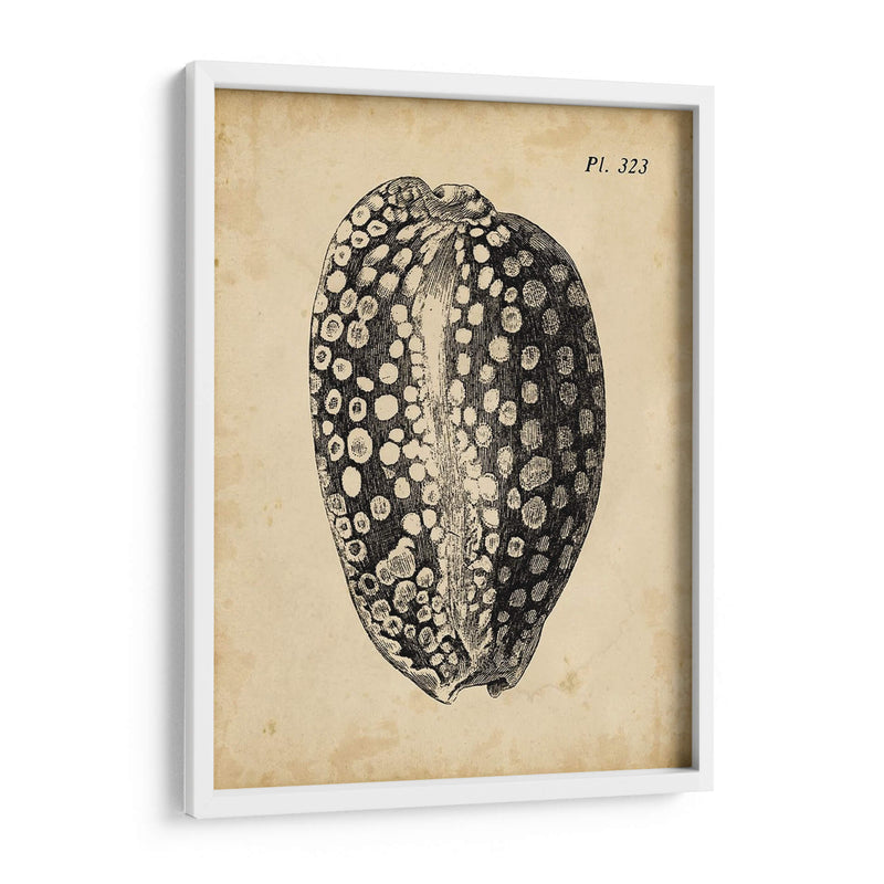 Vintage Diderot Shell Ii - Vision Studio | Cuadro decorativo de Canvas Lab