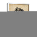 Vintage Diderot Shell Ii - Vision Studio | Cuadro decorativo de Canvas Lab