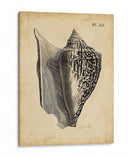 Vintage Diderot Shell Iii - Vision Studio | Cuadro decorativo de Canvas Lab