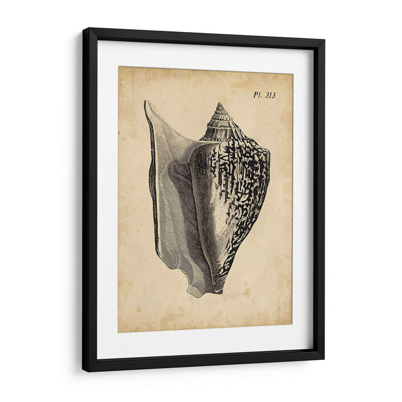 Vintage Diderot Shell Iii - Vision Studio | Cuadro decorativo de Canvas Lab