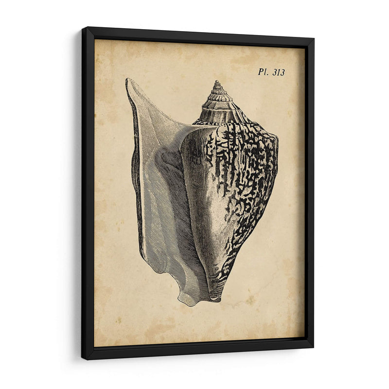 Vintage Diderot Shell Iii - Vision Studio | Cuadro decorativo de Canvas Lab