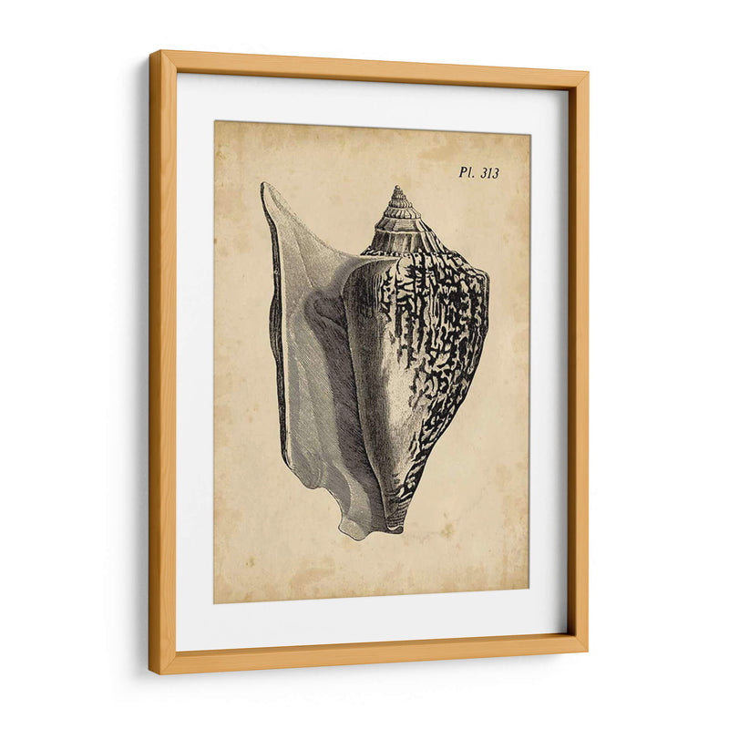 Vintage Diderot Shell Iii - Vision Studio | Cuadro decorativo de Canvas Lab