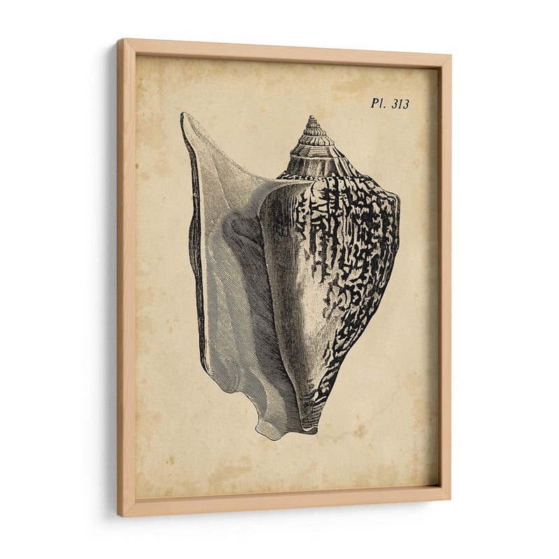 Vintage Diderot Shell Iii - Vision Studio | Cuadro decorativo de Canvas Lab