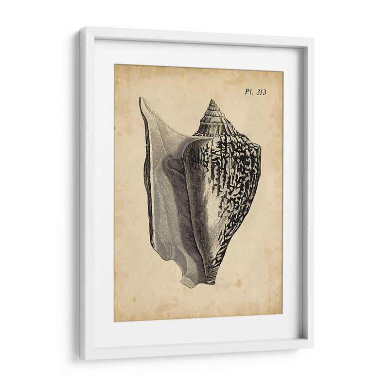 Vintage Diderot Shell Iii - Vision Studio | Cuadro decorativo de Canvas Lab