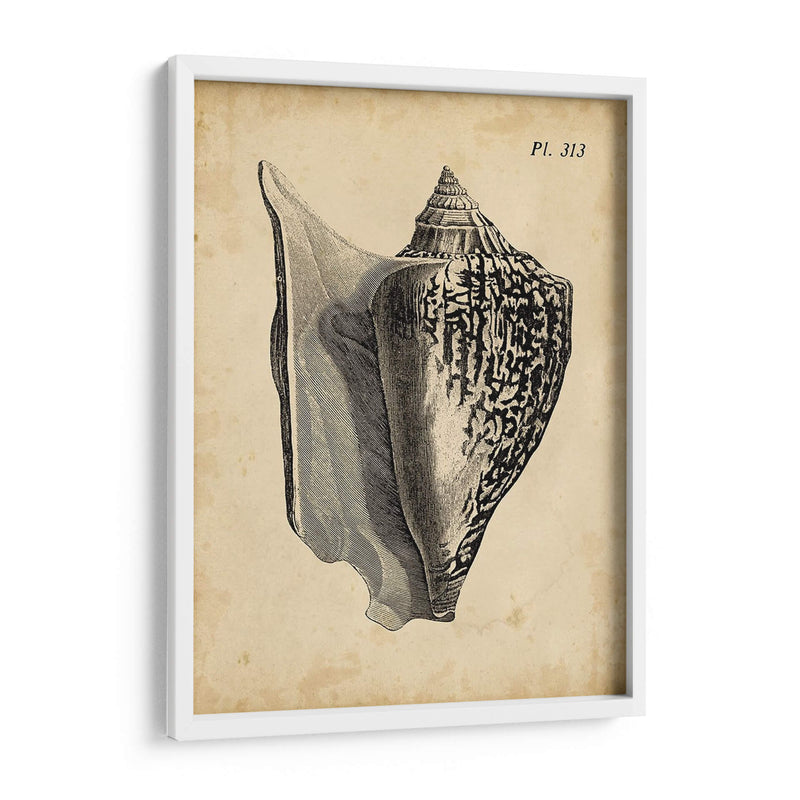 Vintage Diderot Shell Iii - Vision Studio | Cuadro decorativo de Canvas Lab