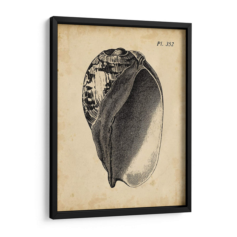 Vintage Diderot Shell Iv - Vision Studio | Cuadro decorativo de Canvas Lab