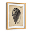 Vintage Diderot Shell Iv - Vision Studio | Cuadro decorativo de Canvas Lab