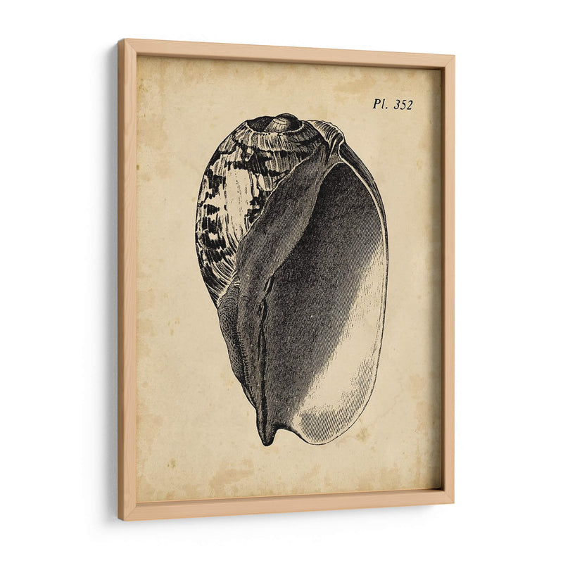 Vintage Diderot Shell Iv - Vision Studio | Cuadro decorativo de Canvas Lab