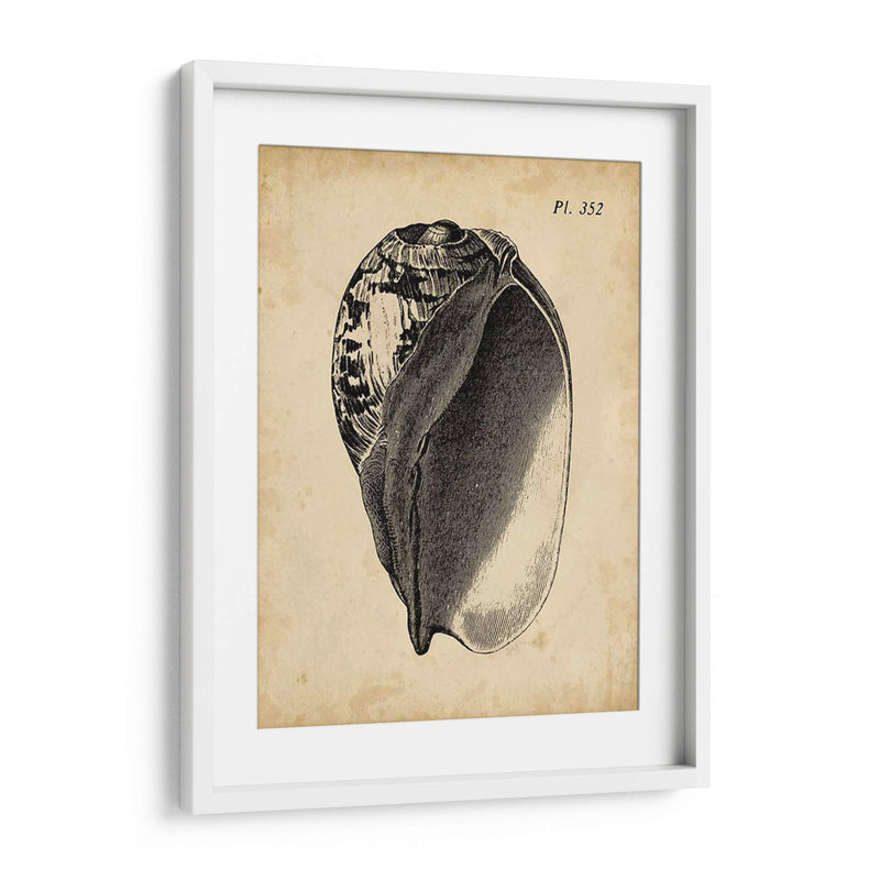 Vintage Diderot Shell Iv - Vision Studio | Cuadro decorativo de Canvas Lab