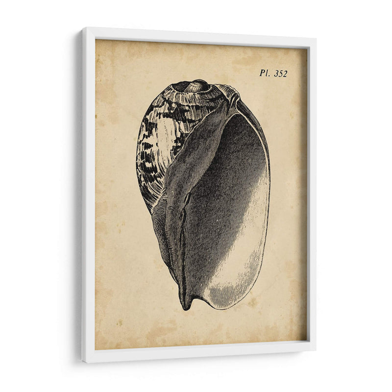 Vintage Diderot Shell Iv - Vision Studio | Cuadro decorativo de Canvas Lab