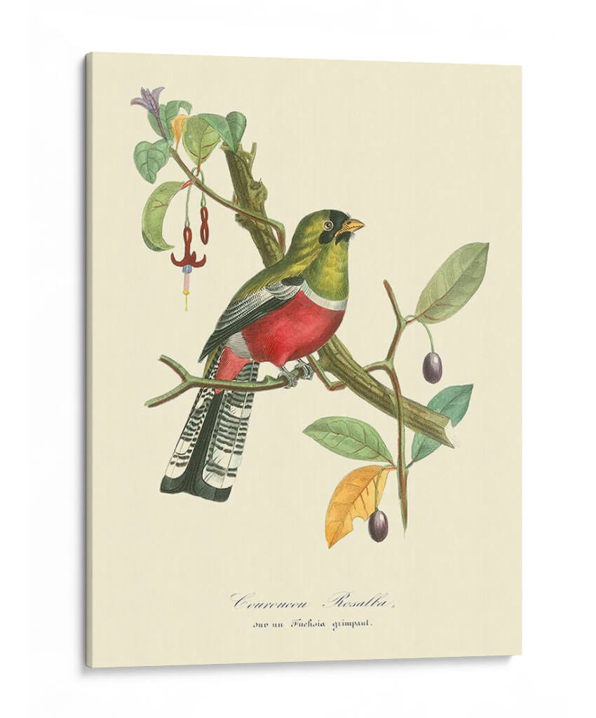 Naturaleza Jardin I - L. Curmer | Cuadro decorativo de Canvas Lab
