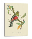 Naturaleza Jardin I - L. Curmer | Cuadro decorativo de Canvas Lab