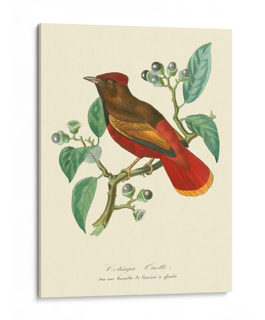 Naturaleza Jardin Ii - L. Curmer | Cuadro decorativo de Canvas Lab