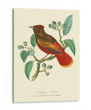 Naturaleza Jardin Ii - L. Curmer | Cuadro decorativo de Canvas Lab
