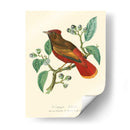 Naturaleza Jardin Ii - L. Curmer | Cuadro decorativo de Canvas Lab