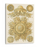 Sofisticado Sealife I - Ernst Haeckel | Cuadro decorativo de Canvas Lab