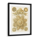 Sofisticado Sealife I - Ernst Haeckel | Cuadro decorativo de Canvas Lab