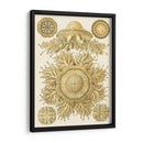 Sofisticado Sealife I - Ernst Haeckel | Cuadro decorativo de Canvas Lab