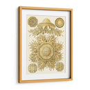 Sofisticado Sealife I - Ernst Haeckel | Cuadro decorativo de Canvas Lab