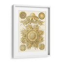 Sofisticado Sealife I - Ernst Haeckel | Cuadro decorativo de Canvas Lab