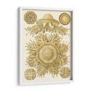 Sofisticado Sealife I - Ernst Haeckel | Cuadro decorativo de Canvas Lab