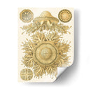 Sofisticado Sealife I - Ernst Haeckel | Cuadro decorativo de Canvas Lab