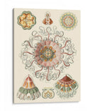 Sofisticado Sealife Ii - Ernst Haeckel | Cuadro decorativo de Canvas Lab