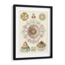 Sofisticado Sealife Ii - Ernst Haeckel | Cuadro decorativo de Canvas Lab