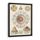 Sofisticado Sealife Ii - Ernst Haeckel | Cuadro decorativo de Canvas Lab