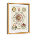 Sofisticado Sealife Ii - Ernst Haeckel | Cuadro decorativo de Canvas Lab